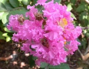 Crepe_Myrtle,_Crape_Myrtle_'Pink_Lace'_(Lagerstroemia_indica)